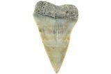 Fossil Broad-Toothed Mako Shark Tooth - North Carolina #235199-1